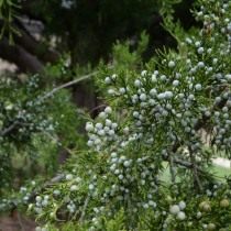Можжевельник (Juniperus) Можжевельник (Juniperus)