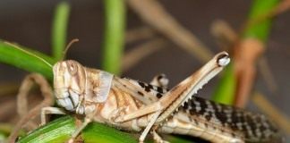 Перелётная саранча, или азиатская саранча (Locusta migratoria)