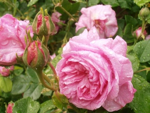 Бурбонская роза сорт 'Madame de Sevigne'
