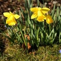 Нарцисс (Narcissus) Нарцисс (Narcissus)
