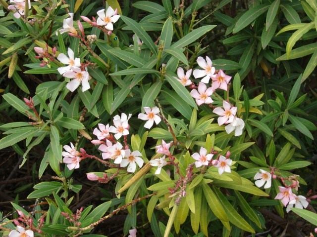 Олеандр обыкновенный (Nerium oleander) Олеандр обыкновенный (Nerium oleander)