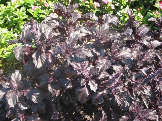 Базилик душистый "Purple Ruffles" (Ocimum basilicum 'Purple Ruffles') Базилик душистый "Purple Ruffles" (Ocimum basilicum 'Purple Ruffles')