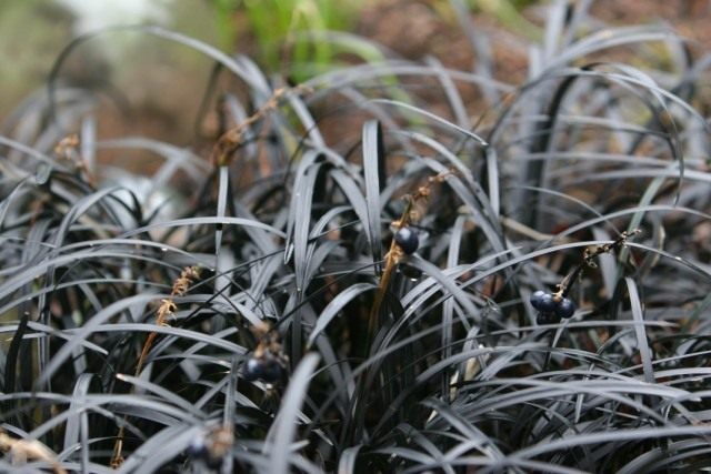 Офиопогон плоскострелый "Чернеющий" (Ophiopogon planiscapus 'Nigrescens') Офиопогон плоскострелый "Чернеющий" (Ophiopogon planiscapus 'Nigrescens')