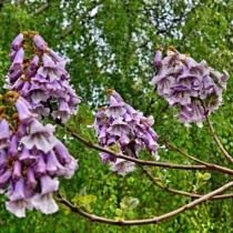 Павловния, или Адамово дерево (Paulownia) Павловния, или Адамово дерево (Paulownia)