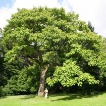 Павловния, или Адамово дерево (Paulownia) Павловния, или Адамово дерево (Paulownia)