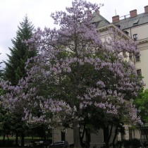 Павловния, или Адамово дерево (Paulownia) Павловния, или Адамово дерево (Paulownia)