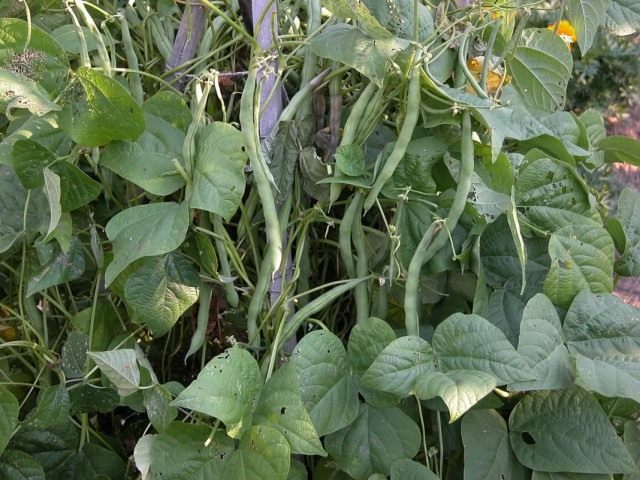 Фасоль обыкновенная (Phaseolus vulgaris) Фасоль обыкновенная (Phaseolus vulgaris)