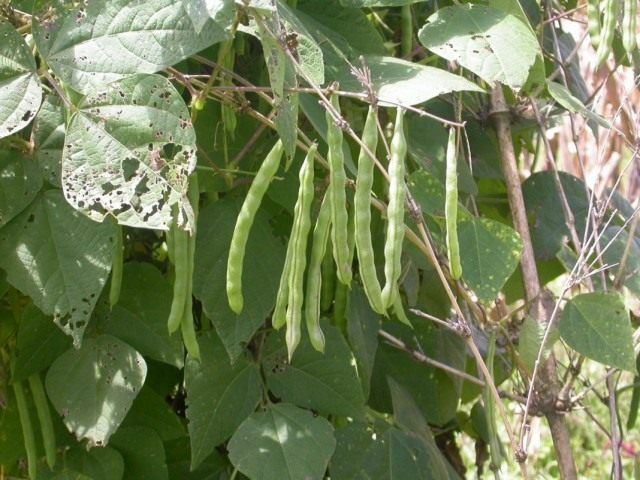 Фасоль обыкновенная (Phaseolus vulgaris) Фасоль обыкновенная (Phaseolus vulgaris)
