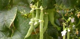 Фасоль обыкновенная (Phaseolus vulgaris)