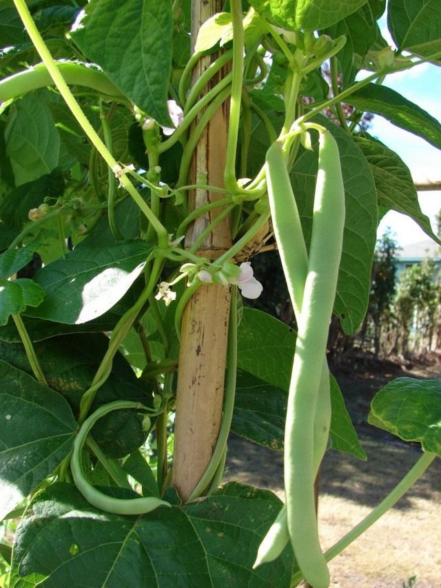 Фасоль обыкновенная (Phaseolus vulgaris) Фасоль обыкновенная (Phaseolus vulgaris)