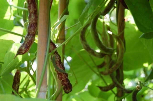 Фасоль обыкновенная (Phaseolus vulgaris) Фасоль обыкновенная (Phaseolus vulgaris)