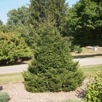 Ель восточная (Picea orientalis) Ель восточная (Picea orientalis)