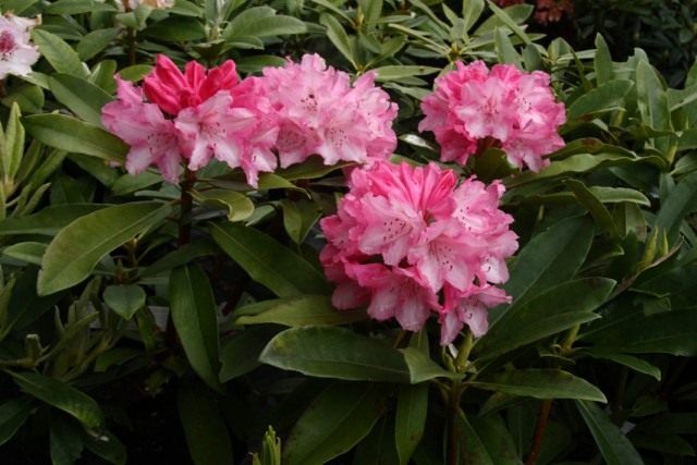 Рододендрон (Rhododendron) Рододендрон (Rhododendron)