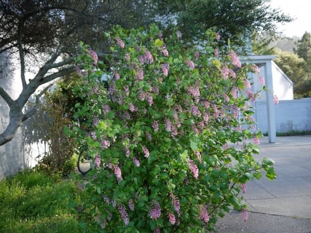Смородина кроваво-красная (Ribes sanguineum) Смородина кроваво-красная (Ribes sanguineum)