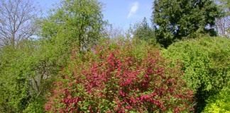 Смородина кроваво-красная (Ribes sanguineum)