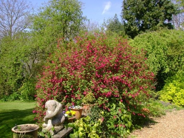 Смородина кроваво-красная (Ribes sanguineum) Смородина кроваво-красная (Ribes sanguineum)