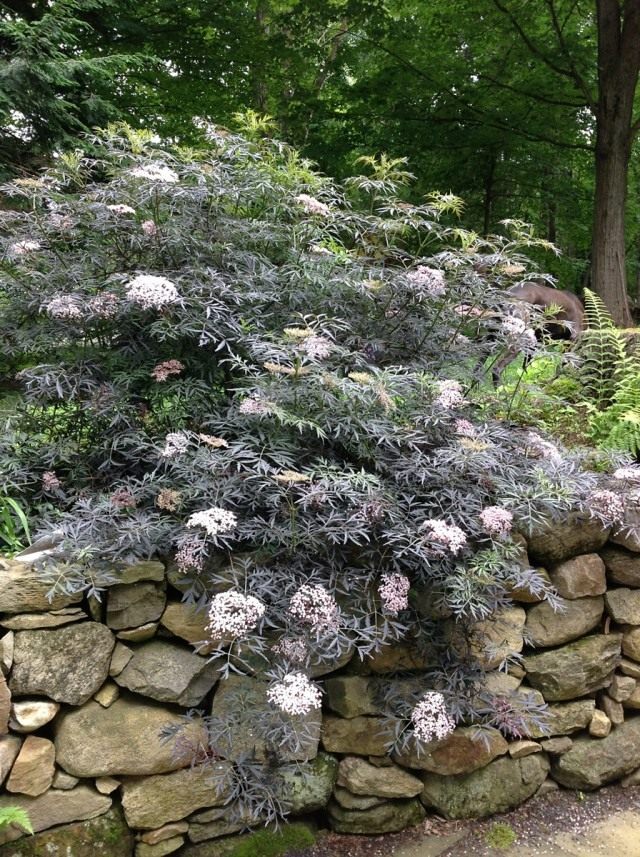 Бузина чёрная "Ева" (Sambucus nigra 'Eva') Бузина чёрная "Ева" (Sambucus nigra 'Eva')