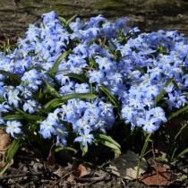Пролеска, или Сцилла (Scilla) Пролеска, или Сцилла (Scilla)