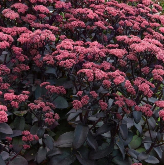 Очиток обыкновенный "Purple Emperor" (Sedum telephium 'Purple Emperor') Очиток обыкновенный "Purple Emperor" (Sedum telephium 'Purple Emperor')