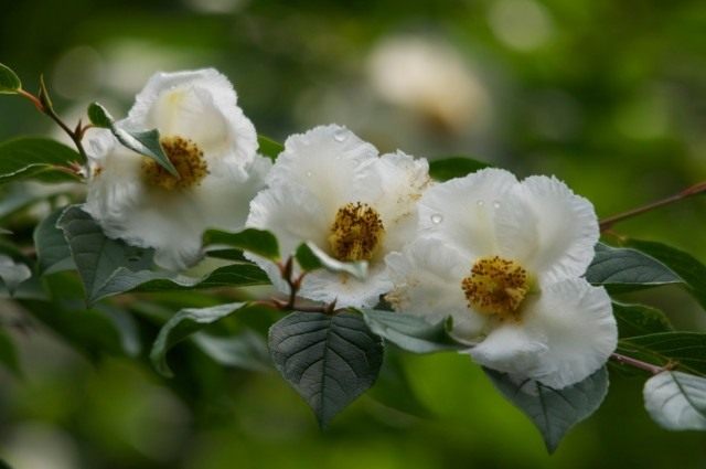 Стюартия псевдокамеллия (Stewartia pseudocamellia) Стюартия псевдокамеллия (Stewartia pseudocamellia)