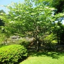 Стиракс японский (Styrax japonicus) Стиракс японский (Styrax japonicus)
