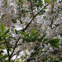 Стиракс японский (Styrax japonicus) Стиракс японский (Styrax japonicus)