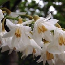 Стиракс японский (Styrax japonicus) Стиракс японский (Styrax japonicus)