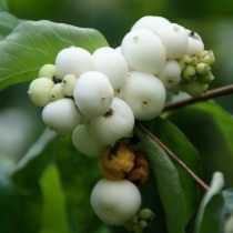 Снежноягодник (Symphoricarpos) Снежноягодник (Symphoricarpos)