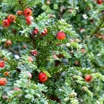 Тис ягодный (Taxus baccata) Тис ягодный (Taxus baccata)