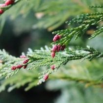 Туя (Thuja) Туя (Thuja)