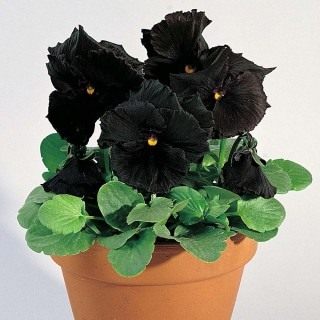 Фиалка Виттрока, или Виола Виттрока "Блэк Мун" (Viola wittrockiana 'Black Moon') Фиалка Виттрока, или Виола Виттрока "Блэк Мун" (Viola wittrockiana 'Black Moon')