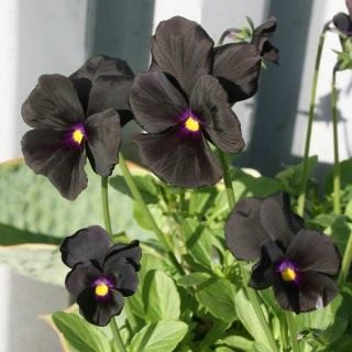 Фиалка Виттрока, или Виола Виттрока "Молли Сандерсон" (Viola wittrockiana 'Molly Sanderson') Фиалка Виттрока, или Виола Виттрока "Молли Сандерсон" (Viola wittrockiana 'Molly Sanderson')