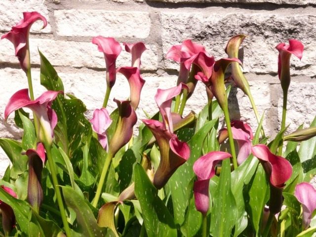 Зантедеския (Zantedeschia) Зантедеския (Zantedeschia)