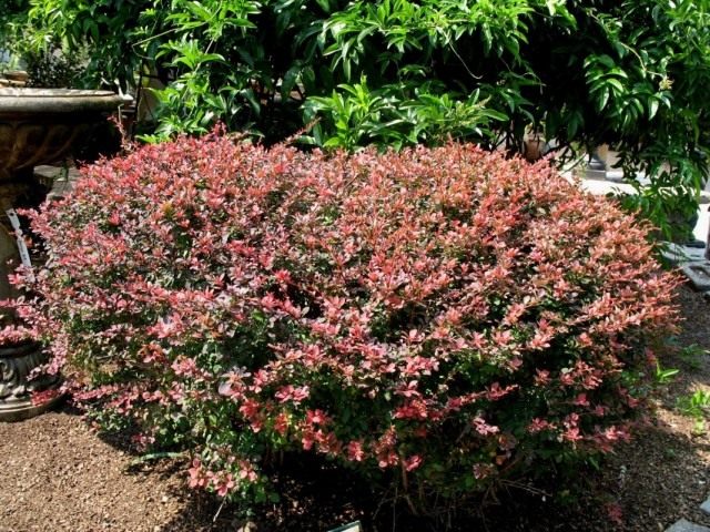 Барбарис обыкновенный (Berberis vulgaris) Барбарис обыкновенный (Berberis vulgaris)