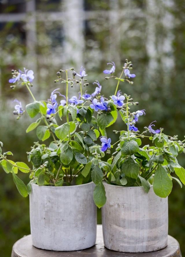 Клеродендрум (Clerodendrum) Клеродендрум (Clerodendrum)