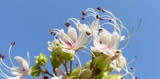 Клеродендрум (Clerodendrum)