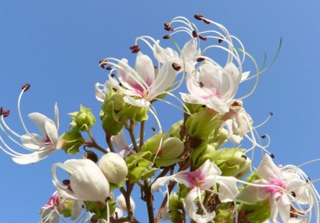 Клеродендрум (Clerodendrum) Клеродендрум (Clerodendrum)