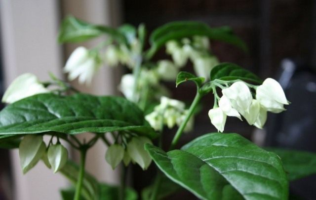 Клеродендрум (Clerodendrum) Клеродендрум (Clerodendrum)