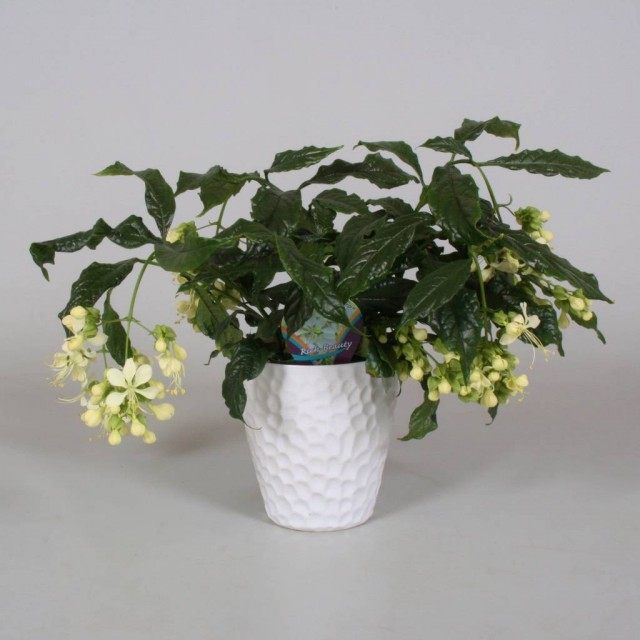 Клеродендрум (Clerodendrum) Клеродендрум (Clerodendrum)