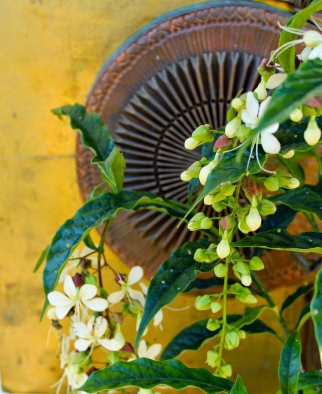 Клеродендрум (Clerodendrum) Клеродендрум (Clerodendrum)