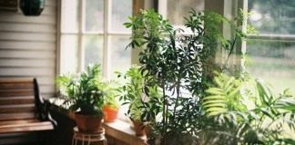 Комнатные растения