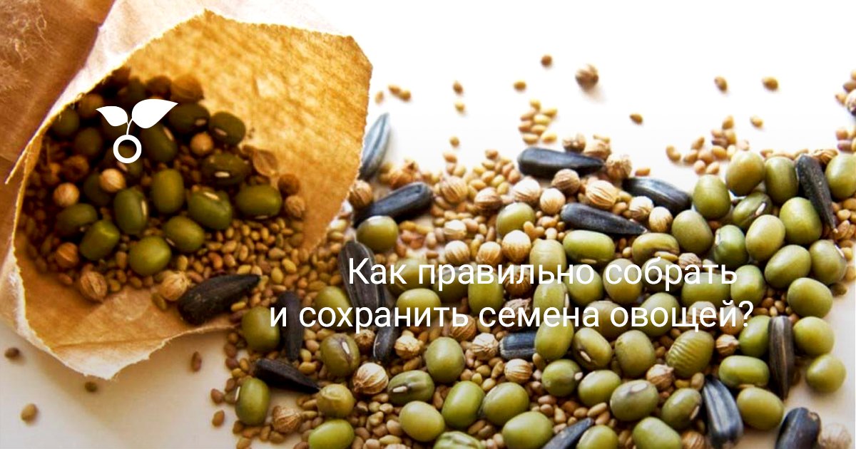 Как собрать семена овощных культур