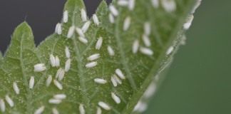 Белокрылки, или Алейродиды (Aleyrodidae)