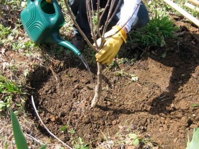Посадка молодого дерева вишни Посадка молодого дерева вишни
