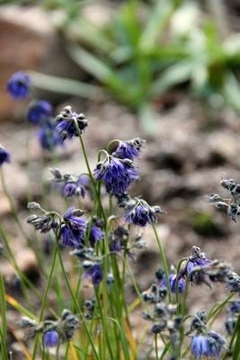 Лук Биса (Allium beesianum) Лук Биса (Allium beesianum)
