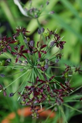 Лук Валлиха (Allium wallichii) Лук Валлиха (Allium wallichii)