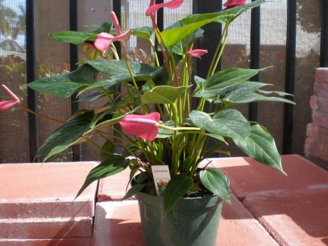 Антуриум (Anthurium) Антуриум (Anthurium)