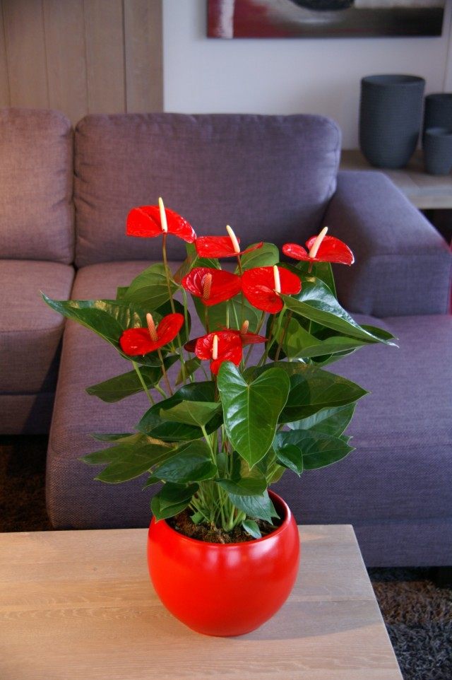 Антуриум (Anthurium) Антуриум (Anthurium)