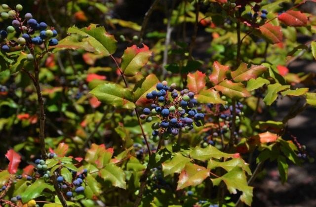 Барбарис падуболистный (Berberis aquifolium), или Магония падуболистная (Mahonia aquifolium) Барбарис падуболистный (Berberis aquifolium), или Магония падуболистная (Mahonia aquifolium)