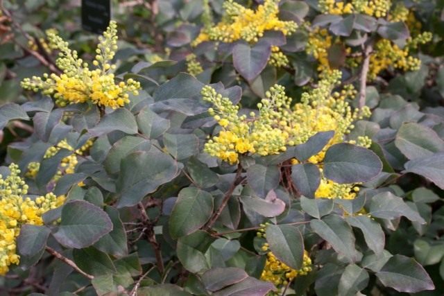 Барбарис ползучий (Berberis repens), или Магония ползучая (Mahonia repens) Барбарис ползучий (Berberis repens), или Магония ползучая (Mahonia repens)